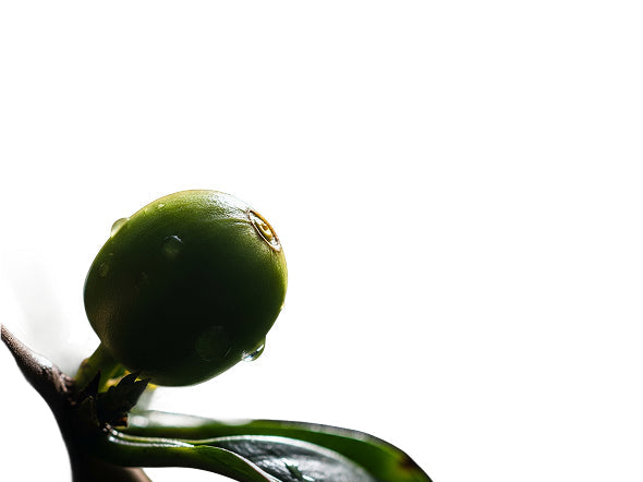 Rethinking Caffeine: A Deeper Look at What's Happening in Your Body