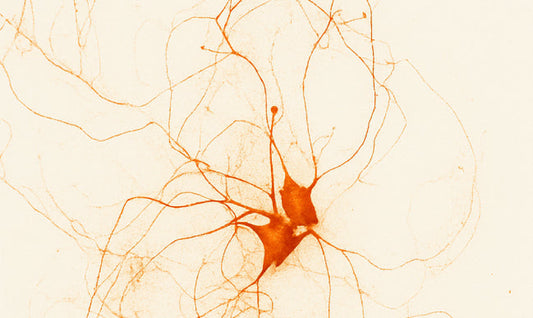 How the Endocannabinoid System Works and Where PEA Fits In.