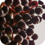 Elderberry
