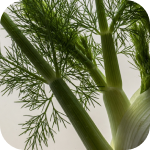 Fennel