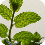 Peppermint