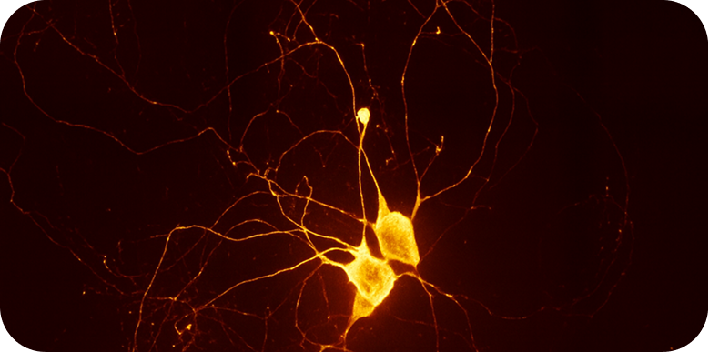How the Endocannabinoid System Works and Where PEA Fits In.