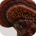 Reishi