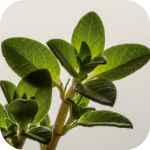 Thyme
